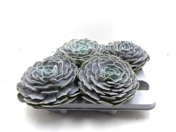 Echeveria Pollux
