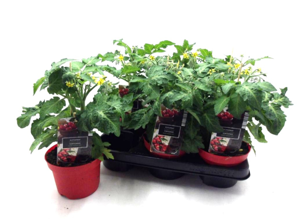 Solanum lycopersicum rot