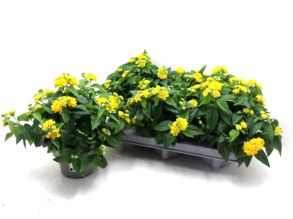 Lantana camara gelb