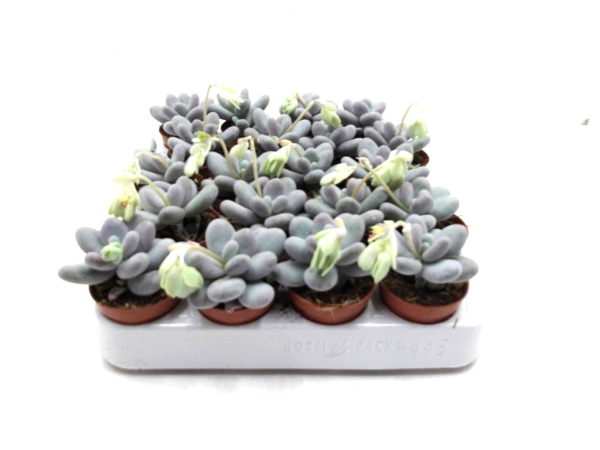Mini Pachyphytum oviferum