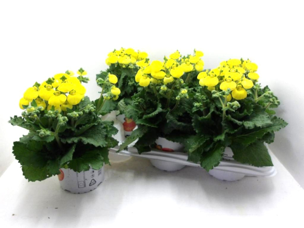 Calceolaria "Calynopsis" gelb