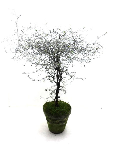 Corokia cotoneaster Tontopf