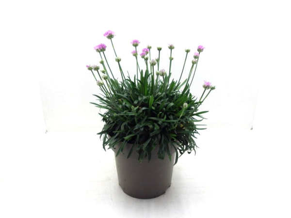 Armeria Kübel