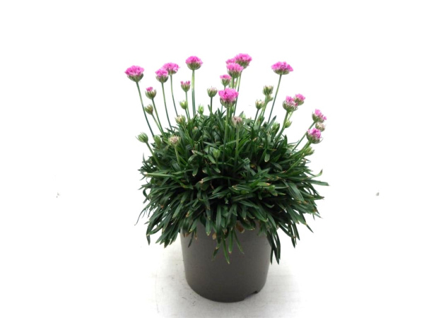 Armeria Kübel