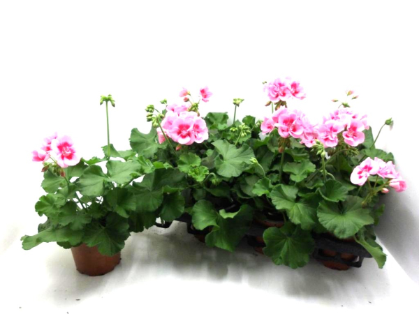 Pelargonium zonale Pink-/Rosatöne