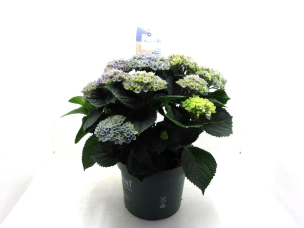 Hydrangea "Magical Revolution" Busch blau