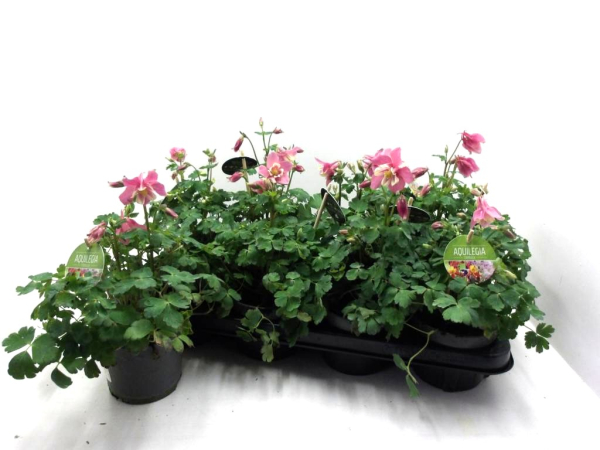 Aquilegia caer. rosa