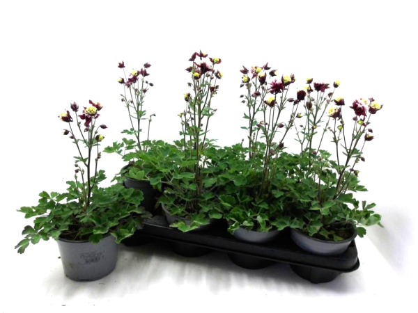 Aquilegia caer. rot gefüllt