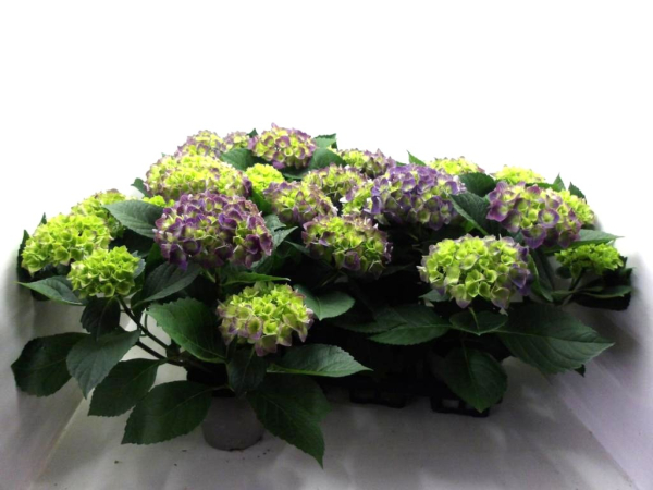 Hydrangea macr. lilablau