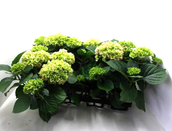 Hydrangea macr. hellrosa