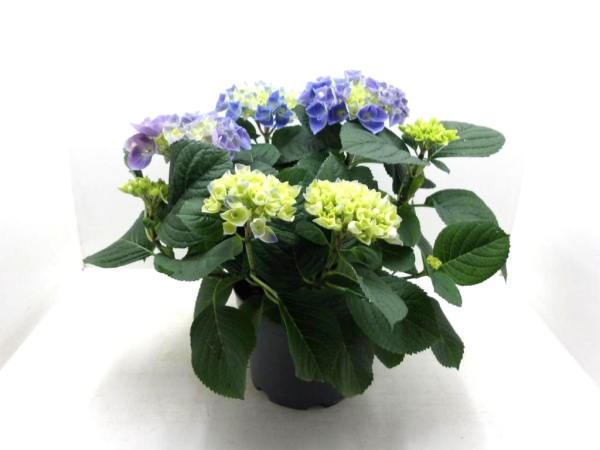 Hydrangea macr. Busch blau