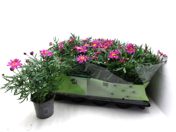 Argyranthemum  frut. pink