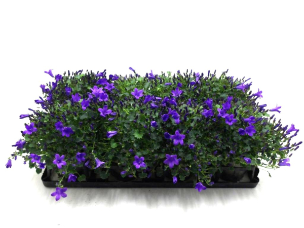 Campanula portenschlagiana blau
