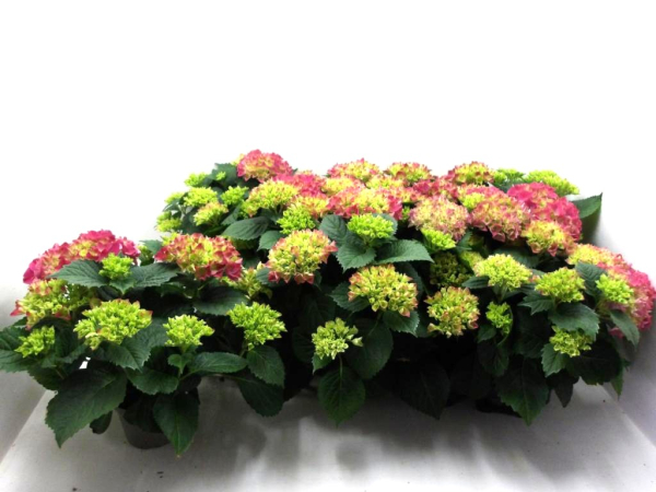 Hydrangea "Table Tensia" midi pink