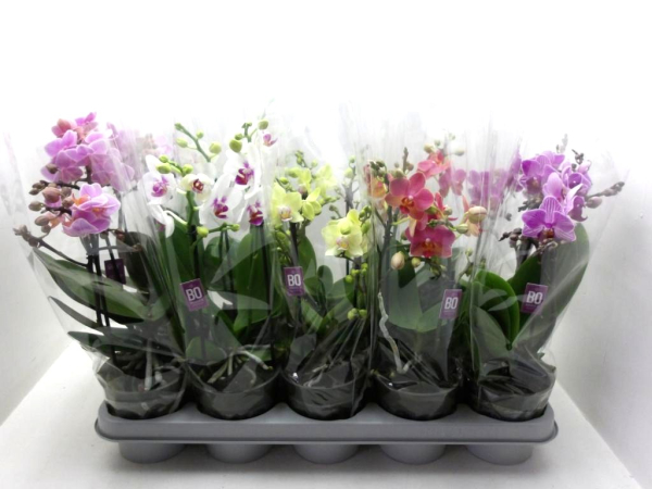 Phalaenopsis "Bo" 2 Rispen Mix