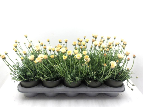 Rhodanthemum hosm. gelb