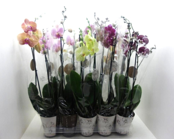 Phalaenopsis 2 Rispen Mix
