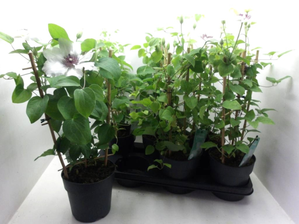 Clematis Spalier weiß