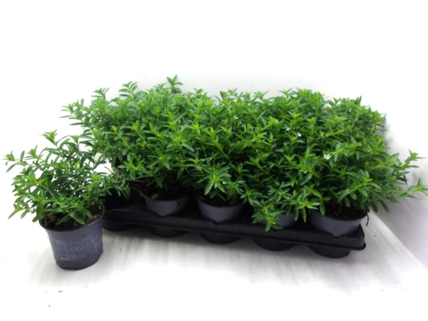 Cuphea hyssop. weiß