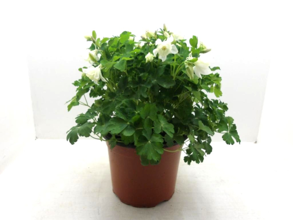 Aquilegia Kübel weiß