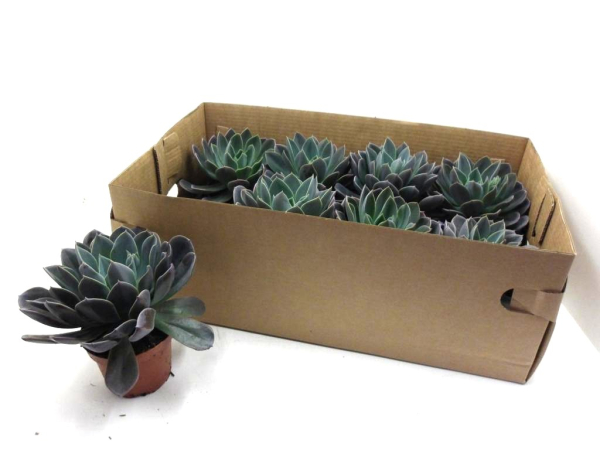 Echeveria "Blue Princess"