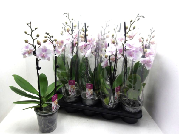 Phalaenopsis 2 Rispen rosé-weiß