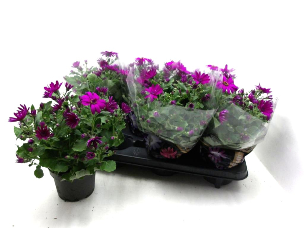 Pericallis "Senetti" magenta