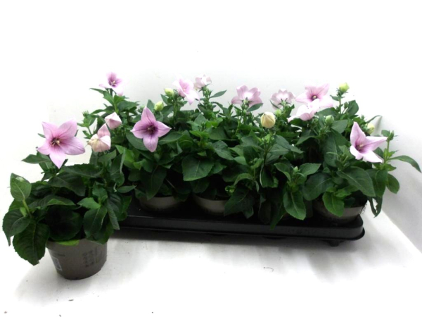 Platycodon grand. rosa