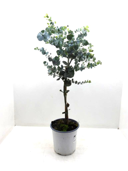 Eucalyptus gunnii Stämmchen