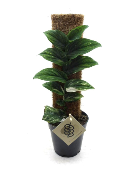 Raphiodophora an Kletterstab