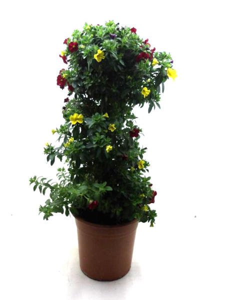 Calibrachoa Trio Säule