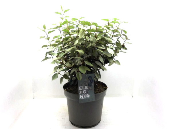 Eleagnus ebbingei Busch
