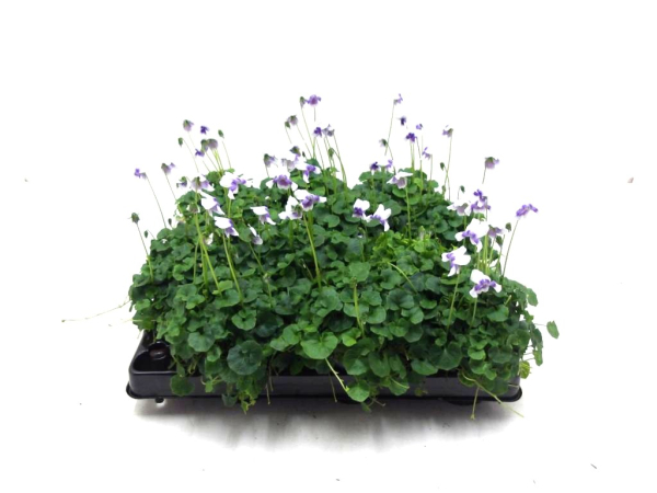 Mini Viola hederacea