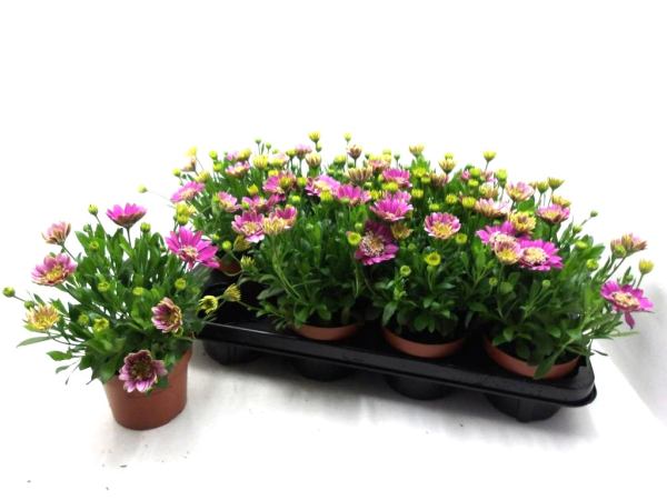 Osteospermum gefüllt rosa