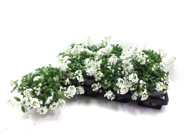 Lobularia weiß