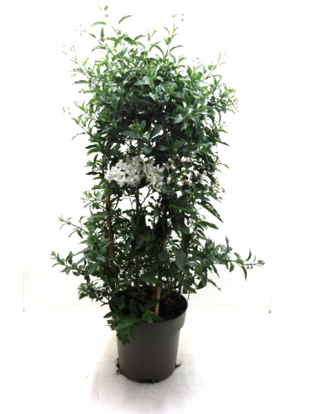 Solanum jasm. Säule