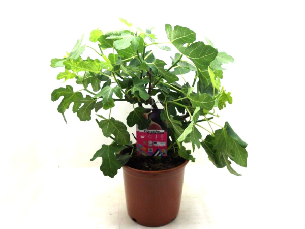 Ficus carica