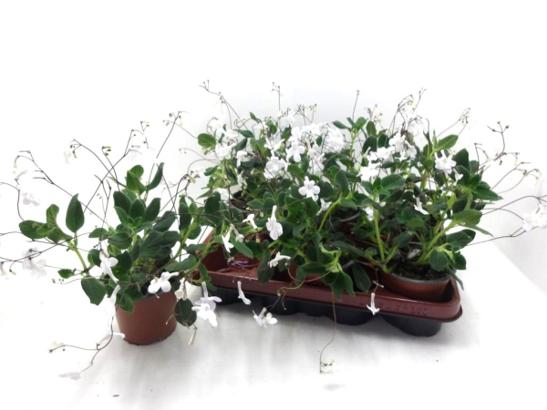 Streptocarpus saxorum weiß