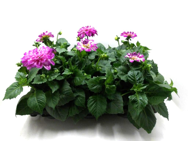 Dahlia Pink-/Lilatöne