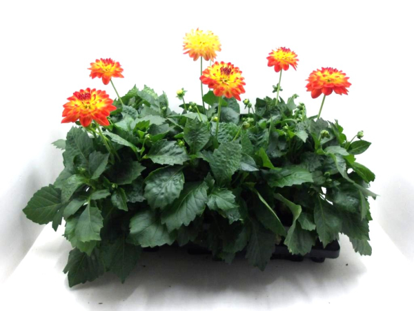 Dahlia Orangetöne
