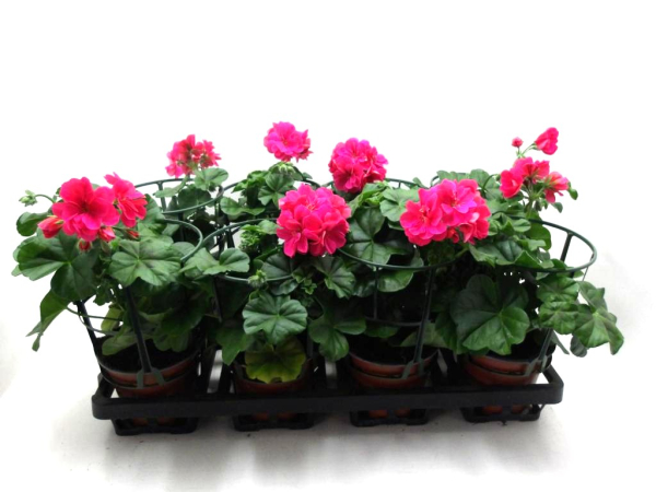 Pelargonium peltatum pink
