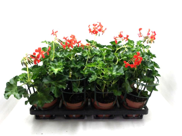 Pelargonium peltatum rot