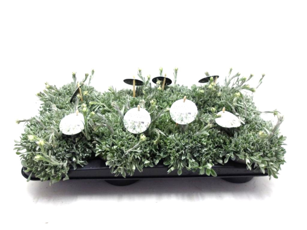 Antennaria dioca weiß