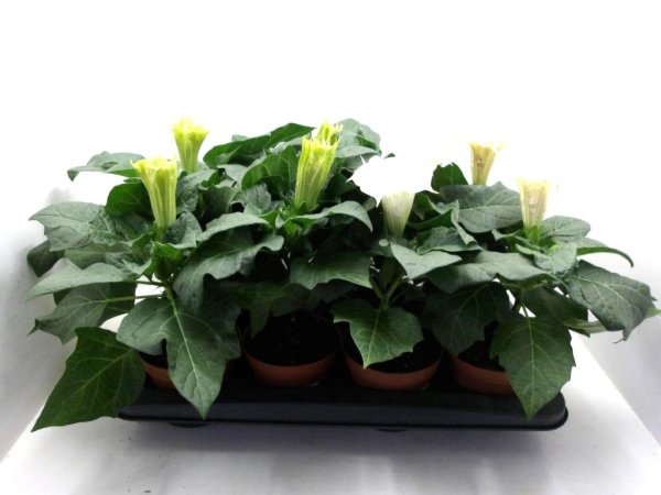 Datura weiß