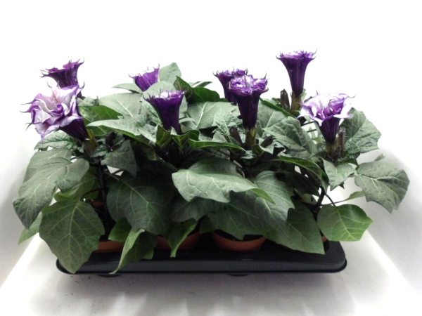 Datura lila