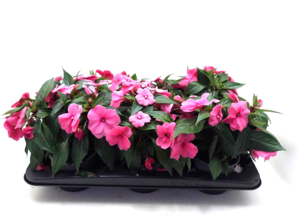 Impatiens Neu-Guinea Pink-/Rosatöne