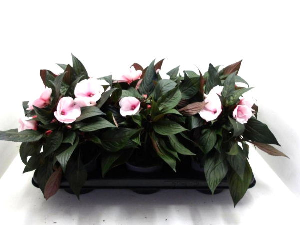 Impatiens Neu-Guinea Pink-/Rosatöne