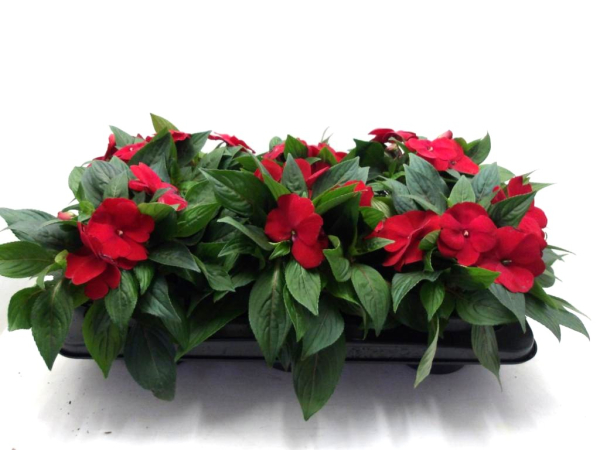 Impatiens Neu-Guinea Rottöne