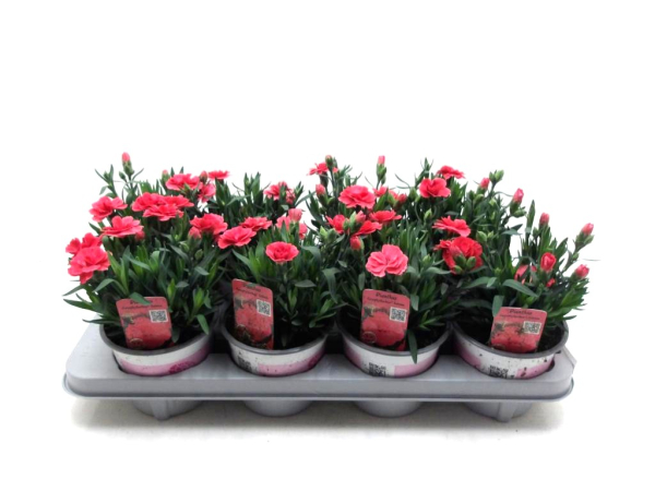 Dianthus car. lachs