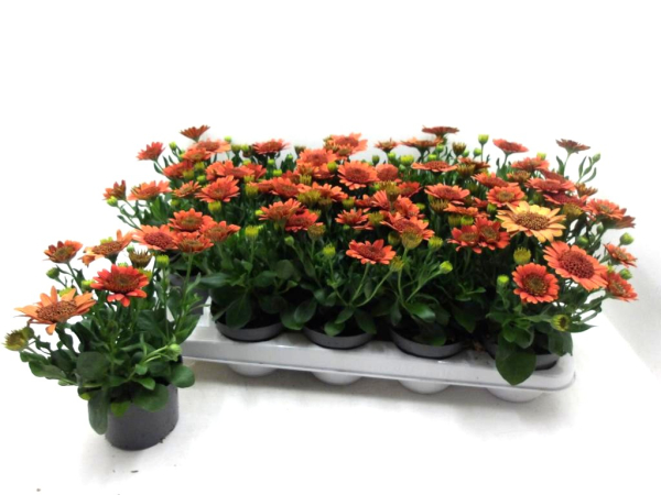 Osteospermum gefüllt orange